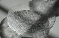 Melt Serving Plate